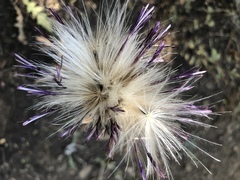 Cirsium andersonii