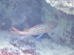 Neoniphon vexillarium