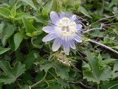 Passiflora arizonica