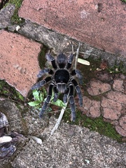 Acanthoscurria paulensis