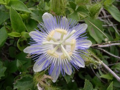 Passiflora arizonica