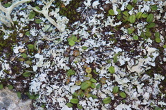 Bulbophyllum pygmaeum