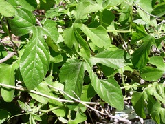 Passiflora bryonioides