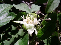 Passiflora bryonioides