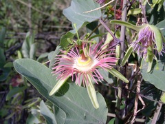Passiflora mexicana