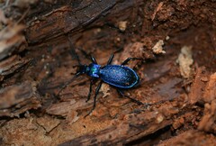 Carabus intricatus