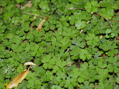Hydrocotyle elongata