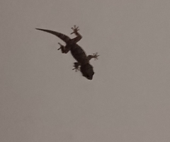 Tarentola gomerensis