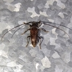 Lepturges curvilinea