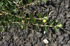 Chamaecrista rotundifolia rotundifolia