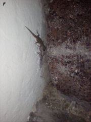 Tarentola gomerensis