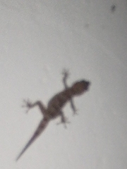 Tarentola gomerensis