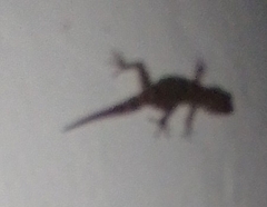 Tarentola gomerensis