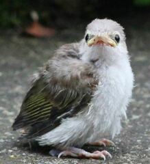 Vireo chivi