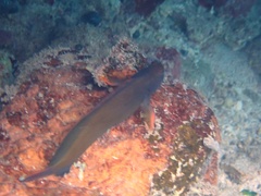 Ophioblennius macclurei