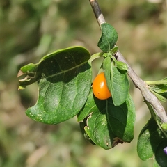 Lycium cestroides