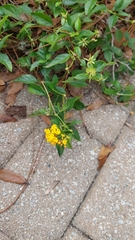 Lantana montevidensis