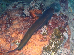 Ophioblennius macclurei