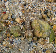 Coryphopterus dicrus