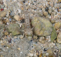 Coryphopterus dicrus