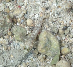 Coryphopterus dicrus