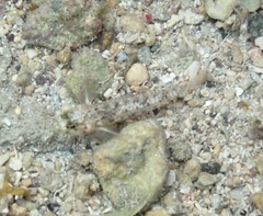 Coryphopterus dicrus