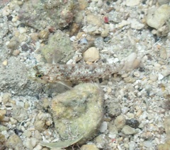 Coryphopterus dicrus