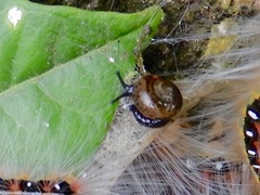 Ovachlamys fulgens