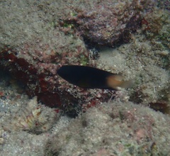 Stegastes partitus