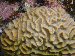 Pseudodiploria