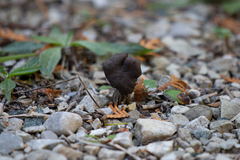 Helvella lacunosa