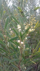 Acacia uncifolia