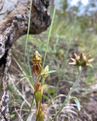Pterostylis squamata