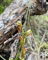 Pterostylis squamata
