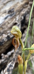 Pterostylis squamata