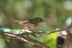 Neomixis striatigula