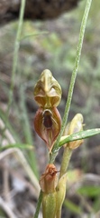 Pterostylis squamata