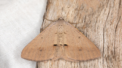 Isturgia penthearia