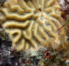 Pseudodiploria