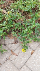 Lantana montevidensis
