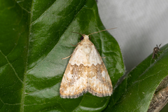 Maliattha amorpha