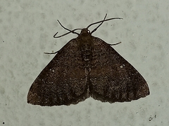 Larentia malvata