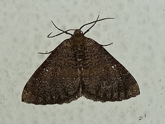 Larentia malvata