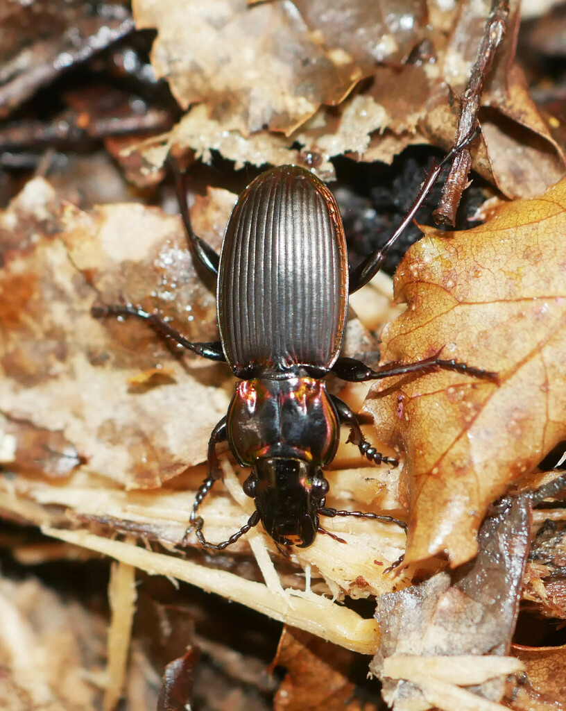 Zeopoecilus