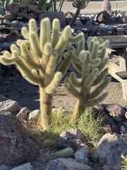 Cylindropuntia bigelovii