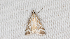 Sedenia rupalis