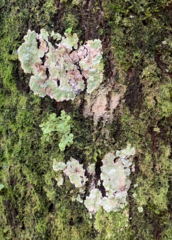 Cryptothecia striata