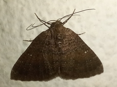 Larentia malvata
