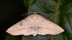 Antictenia punctunculus