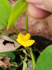 Arachis pintoi
